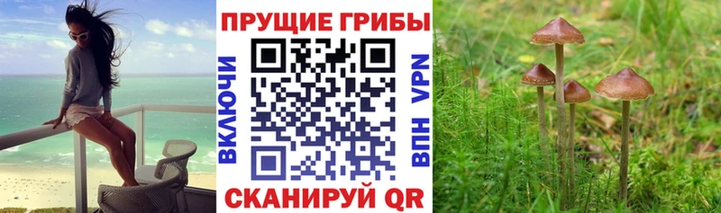 Галлюциногенные грибы Psilocybine cubensis Сургут