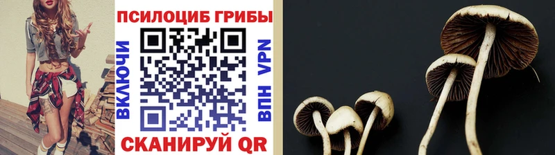 Галлюциногенные грибы Cubensis  Сургут 
